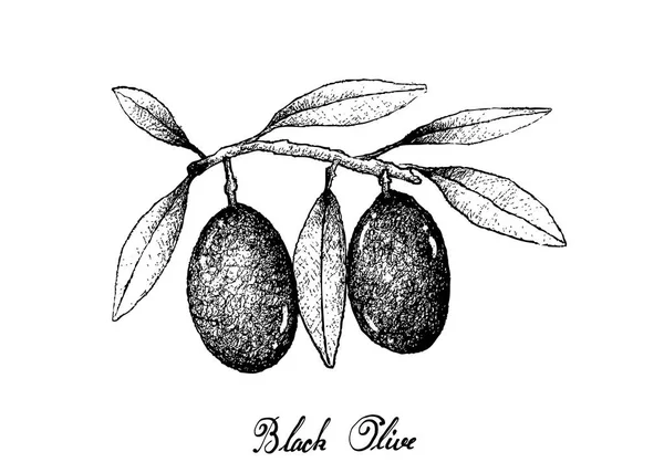 Dibujado a mano de frutas de oliva sobre fondo blanco — Vector de stock