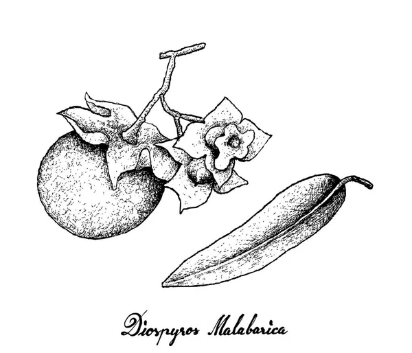 Dibujado a mano de Diospyros Malabarica sobre fondo blanco — Archivo Imágenes Vectoriales