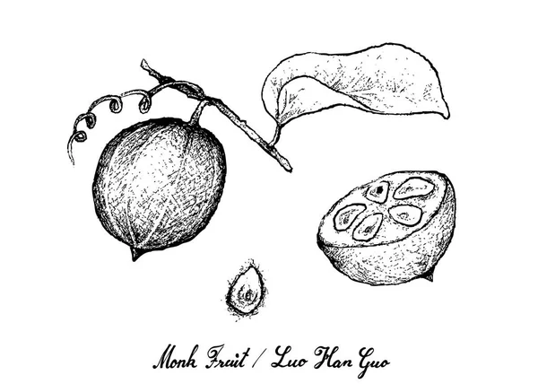 Dibujado a mano de fruta monje sobre fondo blanco — Vector de stock