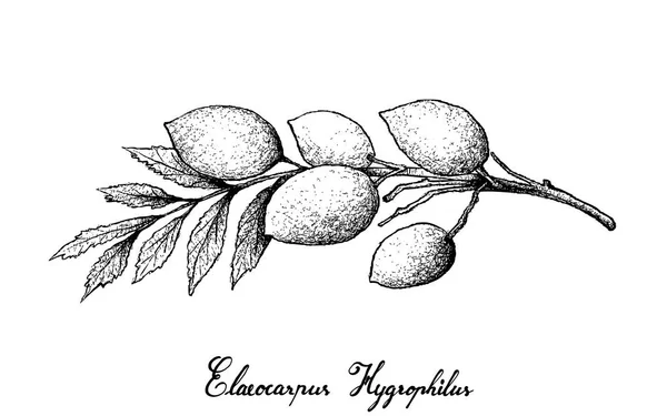 Ручной рисунок Elaeocarpus Hygrophilus на белом фоне — стоковый вектор