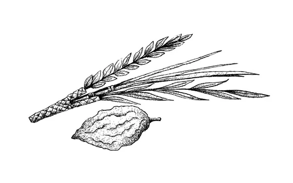 Dessiné à la main de Lulav et Etrog sur fond blanc — Image vectorielle