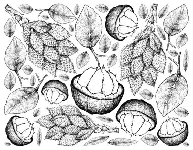 Santol ve Luk Rakam meyve çizilmiş arka plan el