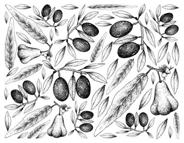 Java Rose Apple ve zeytin meyve çizilmiş arka plan el