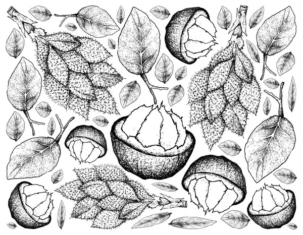 Santol ve Luk Rakam meyve çizilmiş arka plan el