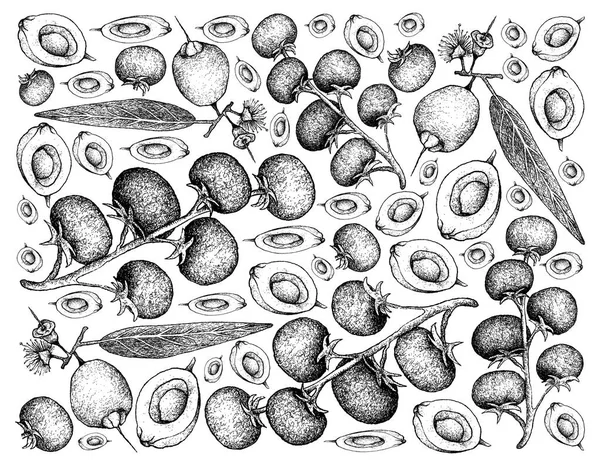 Dibujado a mano de tomates de uva y Syzygium Jambos Frutas —  Fotos de Stock