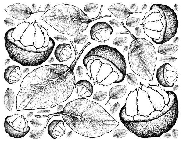 Fondo dibujado a mano de fruta Santol madura dulce — Foto de Stock