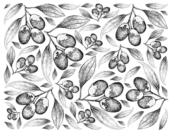 Ручной рисунок фона из свежих фруктов Jujube — стоковое фото