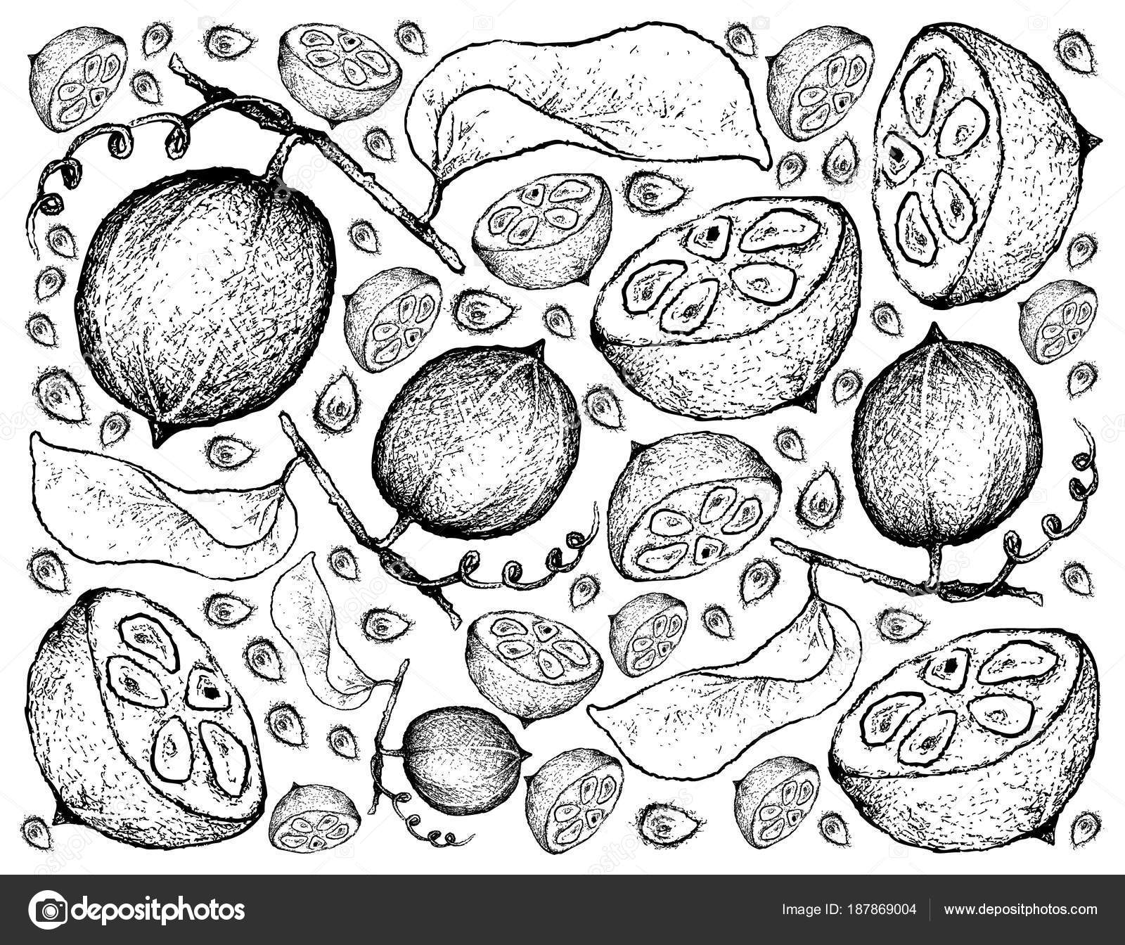 モンクの新鮮な果物の描かれた背景を手します ストックベクター C Iamnee モンクの新鮮な果物の描かれた背景を手します ストックベクター C Iamnee