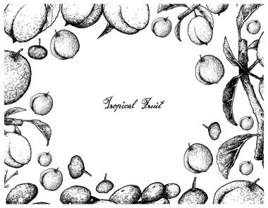 Çin Erik ve Luna fındık meyve el çizilen çerçeve