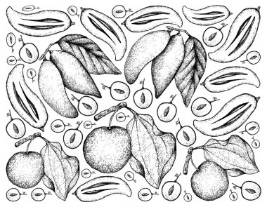 Elle çizilmiş arka plan Hint hünnap ve Madan meyve