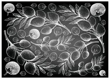 Star Apple ve Elaeocarpus Hygrophilus meyve çizilmiş arka plan el