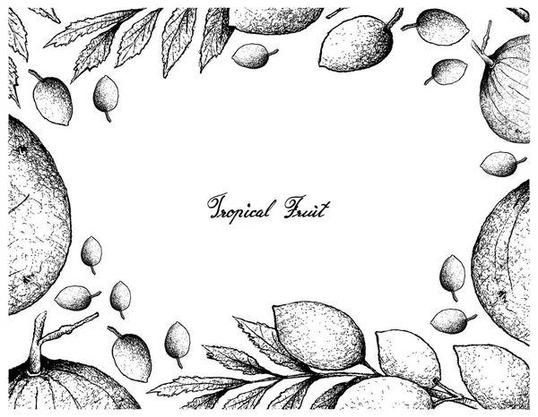 Marco dibujado a mano de los frutos de Santol y Elaeocarpus Hygrophilus — Vector de stock
