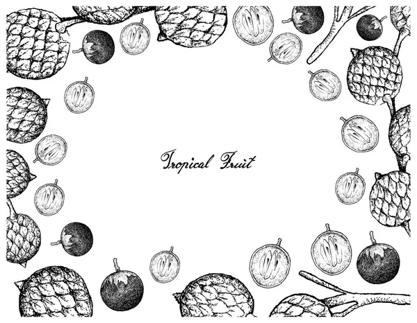 Marco dibujado a mano de fruta estrella de manzana y ratán — Vector de stock