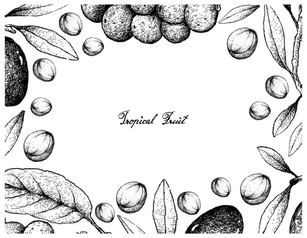 Marco dibujado a mano de frutas de oliva y Langsat — Vector de stock