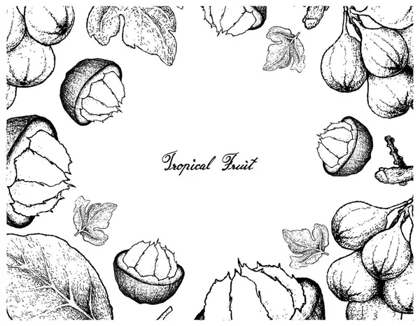 El çizilen çerçeve kümesi incir meyve ve tatlı olgun Santol