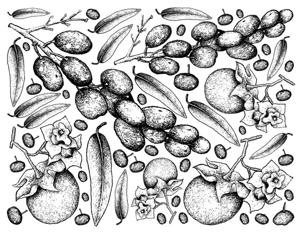 柿 Malabarica 和月果坚果的手画背景 — 图库矢量图片