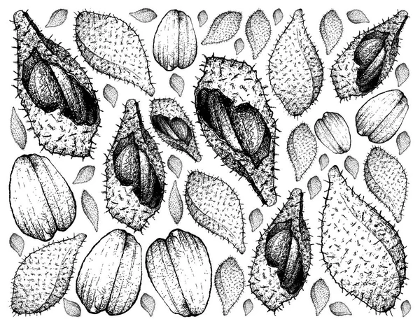 Fundo desenhado à mão de frutas Luk Rakam —  Vetores de Stock