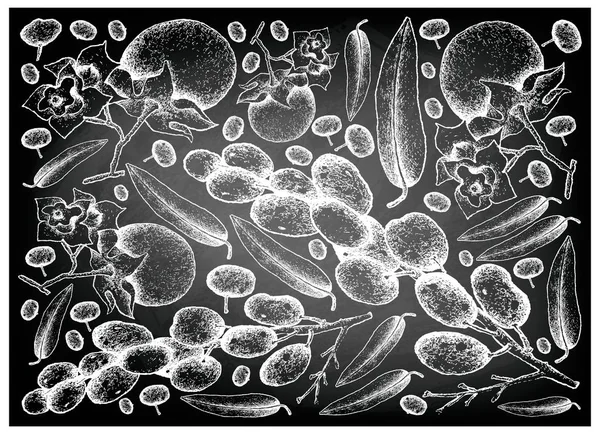 Ręcznie rysowane Diospyros Malabarica i Luna nakrętki owoców na tablicy — Wektor stockowy