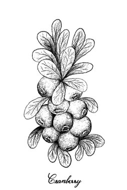 Elle olgun kızılcık beyaz arka plan üzerinde çizilmiş