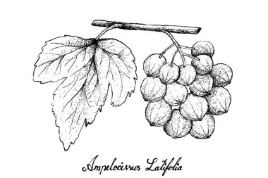 Elle Ampelocissus Latifolia beyaz arka plan üzerinde çizilmiş