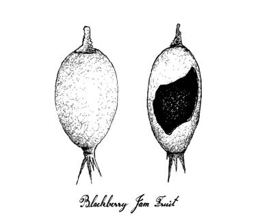 Elle böğürtlen reçeli meyvelerini beyaz arka plan üzerinde çizilmiş