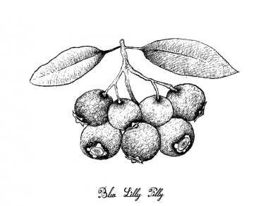 Elle çizilmiş mavi Lilly beyaz arka plan üzerinde tülenmiş