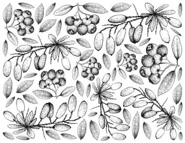 Elle çizilmiş mavi Lilly tülenmiş ve Barberries