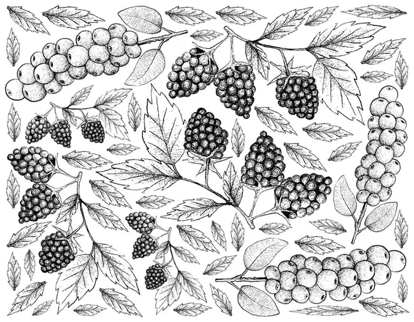 Gambar Tangan Antidesma Thwaitesianum dan Blackberries — Stok Foto
