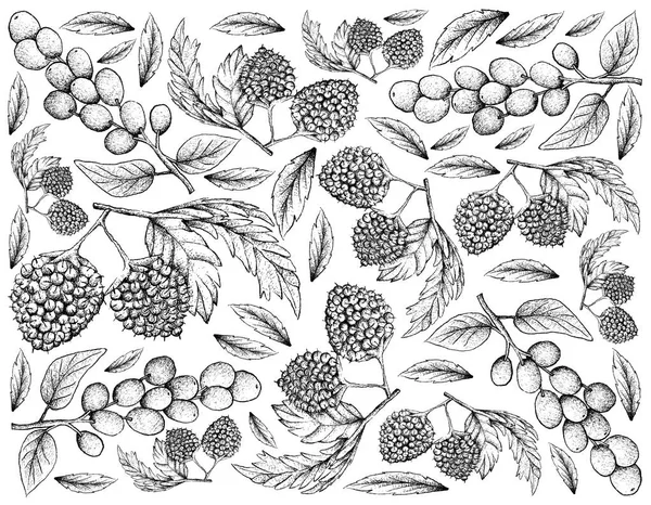 Kézzel rajzolt léggömb bogyós gyümölcsök és Antidesma Ghaesembilla — Stock Fotó
