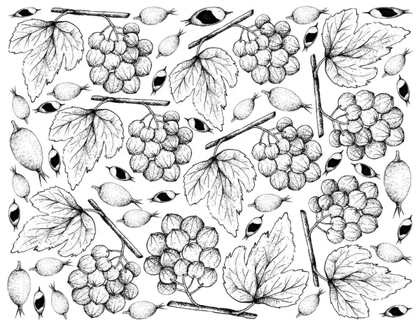Ręcznie rysowane Ampelocissus Latifolia i Blackberry dżem owoce — Zdjęcie stockowe