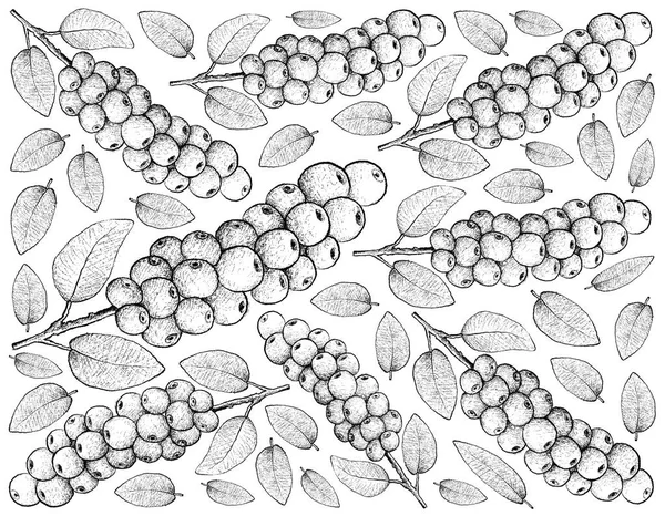 Ręcznie rysowane tła świeże Antidesma Thwaitesianum — Zdjęcie stockowe