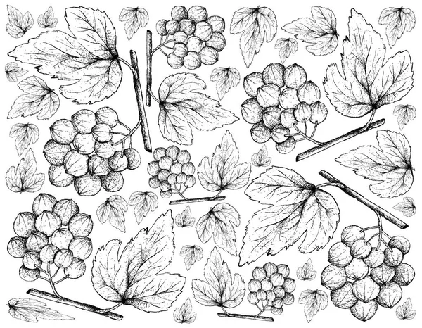 Hand Drawn Background of Ampelocissus Latifolia Fruits — Stock Photo, Image