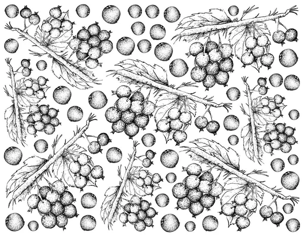 熟したブラックカラント果実の描かれた背景を手します。 — ストック写真