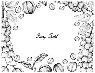 El Antidesma Thwaitesianum ve Blushwood meyveler çekilmiş 