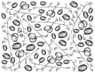 Yaban mersini keten Lily meyve çizilmiş arka plan el