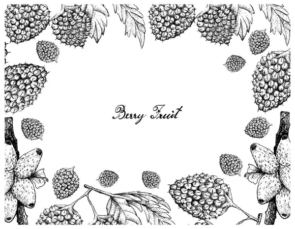 Cadre dessiné à la main de baies de ballon et de fruits de Medinilla — Image vectorielle