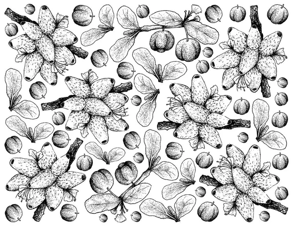 Dibujado a mano de cerezas de Barbados y frutas de la Medinilla — Vector de stock