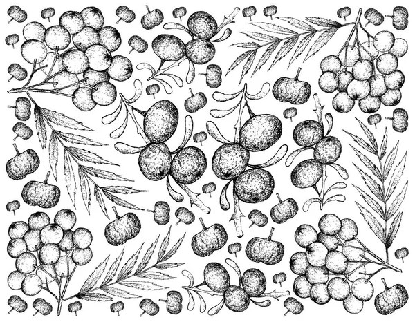 Hand Drawn Background of Black Goji and Rowanberries — Stock Vector