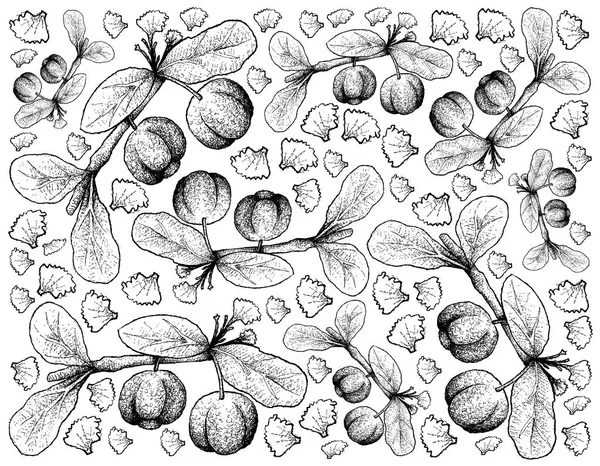 Fondo dibujado a mano de las frutas de la cereza de Barbados — Archivo Imágenes Vectoriales