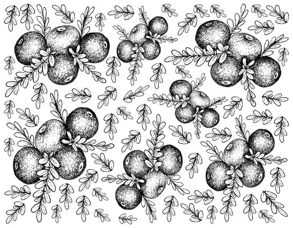 Hand Drawn Background of Black Crowberry Fruits