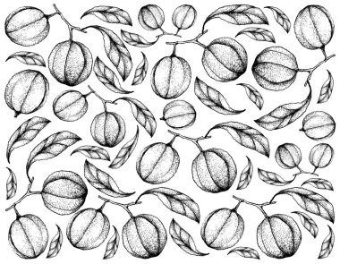 Arka plan Blushwood Berry meyve el çekilmiş