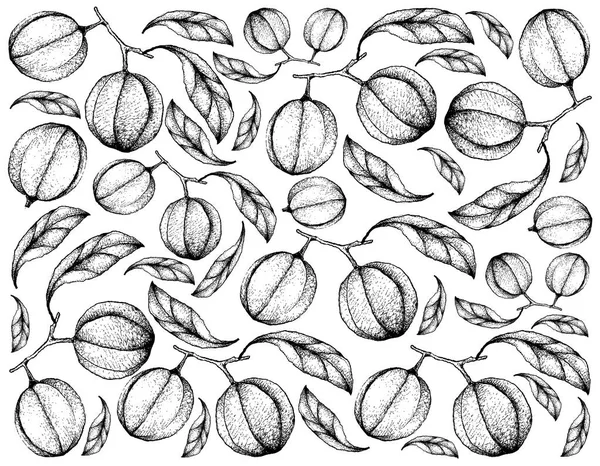 Fondo dibujado a mano de frutas de la baya de Blushwood — Archivo Imágenes Vectoriales