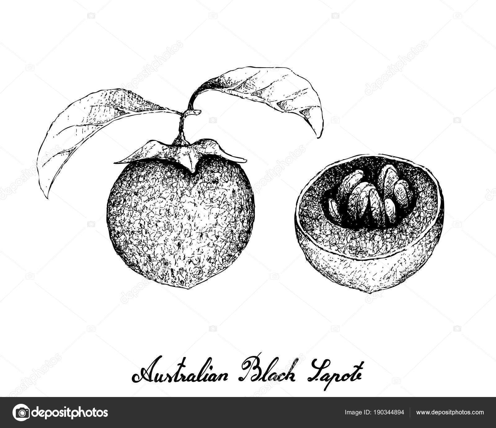 Imágenes Zapote Para Dibujar Mano Dibujada De Australiano Zapote Imágenes Zapote Para Dibujar Mano Dibujada De Australiano Zapote
