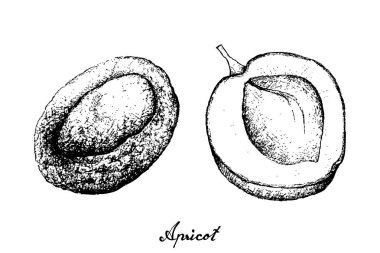 El Apricote beyaz zemin üzerine çekilmiş