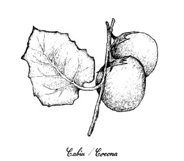 El Cubiu Cocona beyaz zemin üzerine çekilmiş