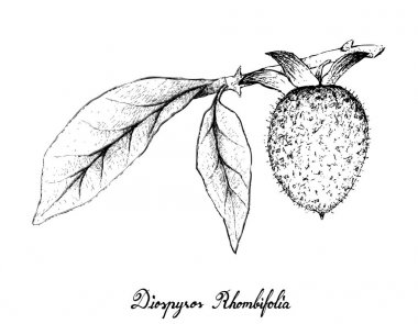 Elle Diospyros Rhombifolia beyaz arka plan üzerinde çizilmiş