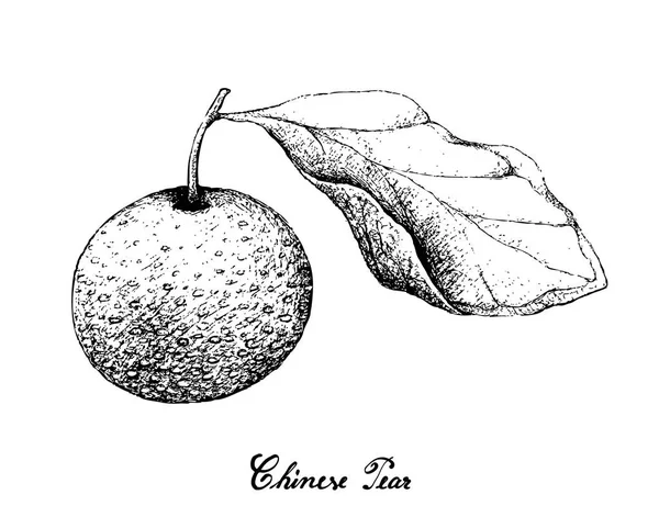 梨の白い背景の上に描かれた手 — ストックベクタ