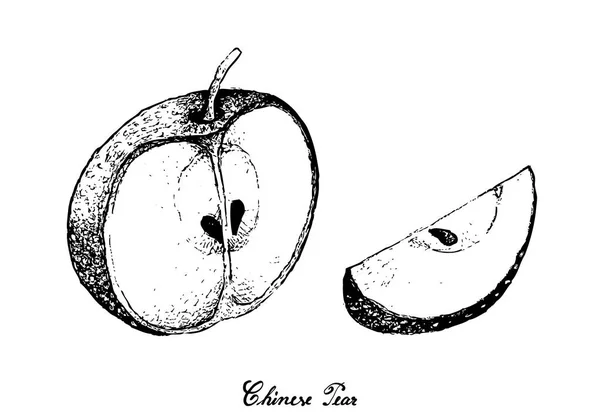 Dibujado a mano de pera china sobre fondo blanco — Archivo Imágenes Vectoriales