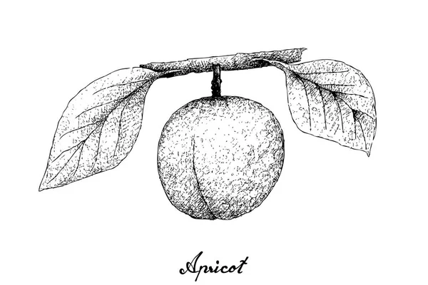 Hand opgestelde Apricote op witte achtergrond — Stockvector