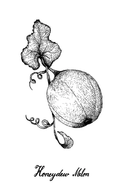 Dibujado a mano de melón melón sobre fondo blanco — Archivo Imágenes Vectoriales